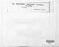 Polyporus tenerrimus image